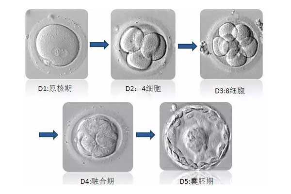 哪些国家可以代孕_代孕成功代孕_珠海试管移植囊胚成功率有多高？主要胚胎质
