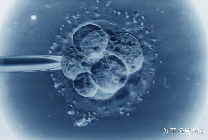 武汉试管私人：让梦想变为现实,武汉大学人民医院做三代试管婴儿移植胚胎费